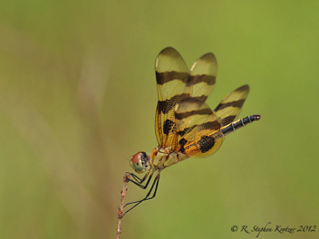 Celithemis eponina, female